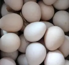 珍珠鸡蛋的作用