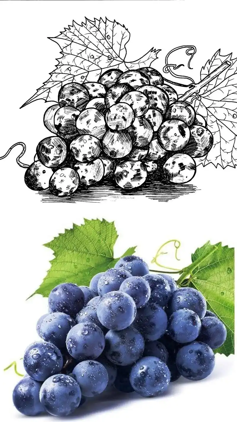 葡萄#手绘 #写生 #绘画 - 抖音