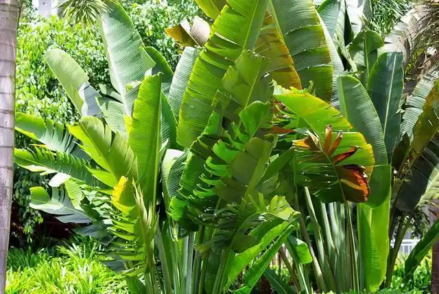 旅人蕉与天堂鸟的区别你能分辨出来吗