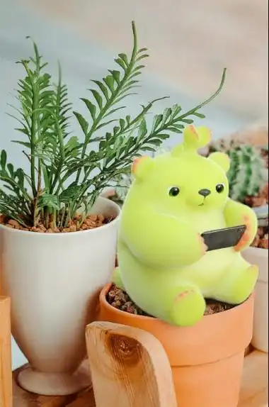 抖音萌芽熊是什么多肉植物(多肉萌芽熊图片大全)