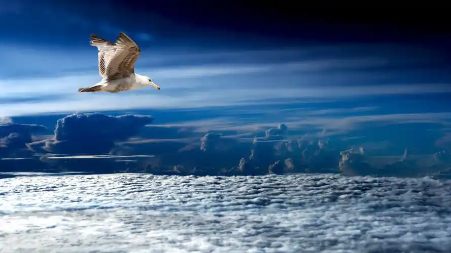 壁纸 海鸥,飞行,云,天空