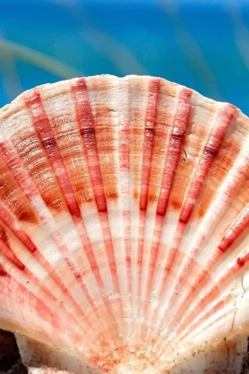 iphone 壁纸 贝壳摄影