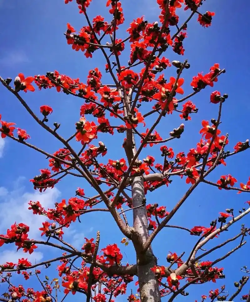 为什么黄花风铃木和木棉花会同时盛开? 黄花风铃木的花语是"感 - 抖音