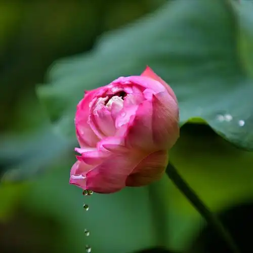 用手捧一掬清水浇于花上,拍出水珠一串,为自己的创意点赞.