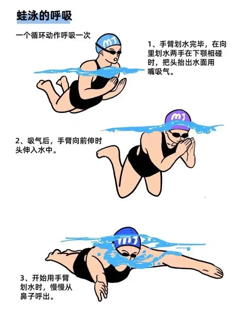 蛙泳的正确示范图