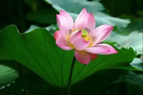 净土法门:念佛,是开启西方极乐世界大门的密码,这么念佛最灵验