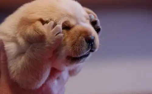 壁纸 动物 狗 狗狗 510_316