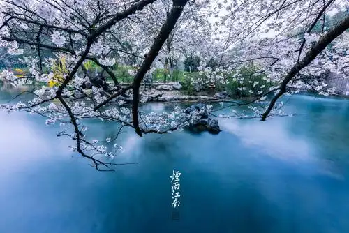 烟雨江南诵读竹子