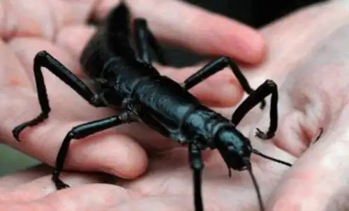奇闻:树龙虾大伙一定没听说过和没见过吧,想尝尝树