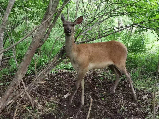 巡逻检查时,接到林场工作人员反映称,在桦皮林场发现疑似野生马鹿被困