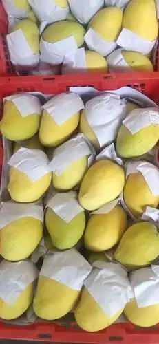 [芒果批发] 圣德龙芒果价格130元/箱 - 惠农网
