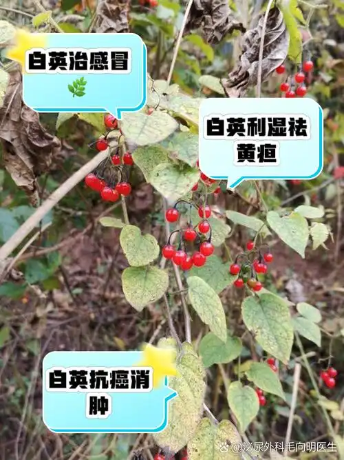 白英的功效与作用 家人们,今天我要跟大家分享一种特别的中药材