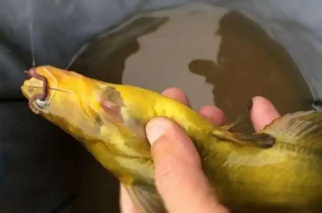 征服黄颡鱼就得用这钓法,暗静浑活荤腥多粗大