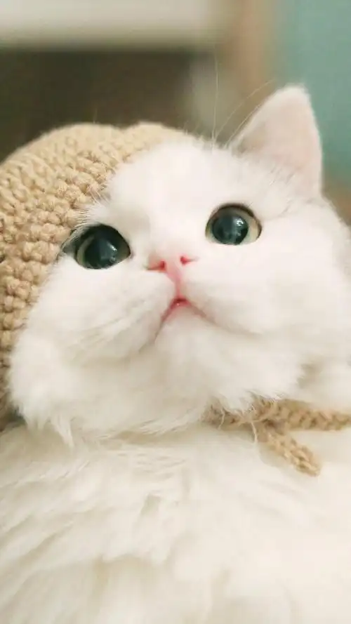 可爱猫咪萌萌哒