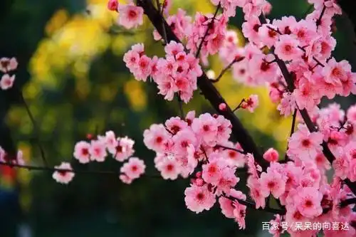 5天内,好运连连,桃花运源源不断,喜事上门,事业旺盛的3星座