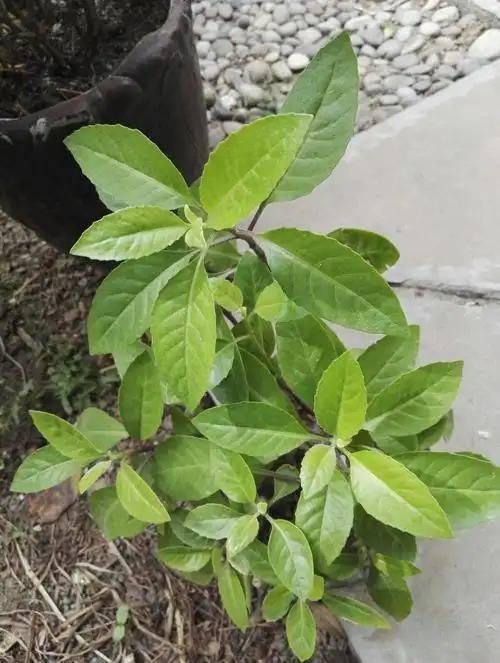 明月草(有降糖降压的保健功效)