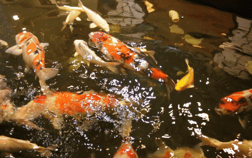 538_338gif 动态图 动图