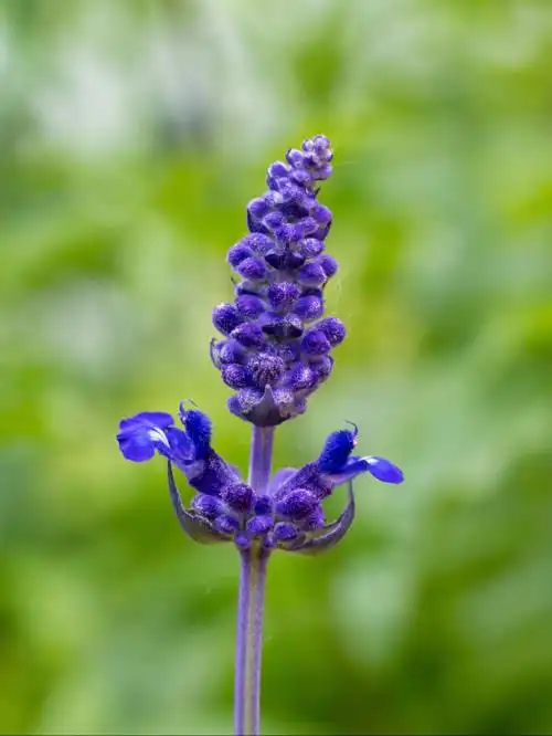 5月初的蓝花鼠尾草一串蓝