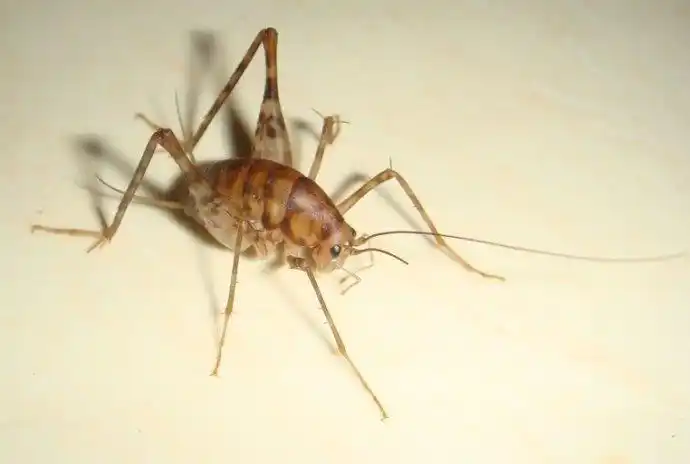 灶马蟋,灶马,驼螽,灶鸡,灶虾 突灶螽又称灶马,川东民间和福建龙岩客家