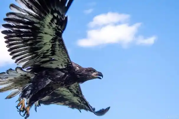 鹰可以飞到比其他鸟类更高的地方,甚至可以直接面对太阳.