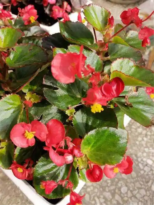 四季海棠常见的品种有哪些