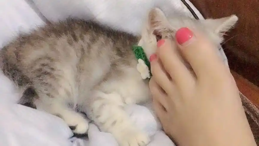 这么喜欢我的臭脚丫