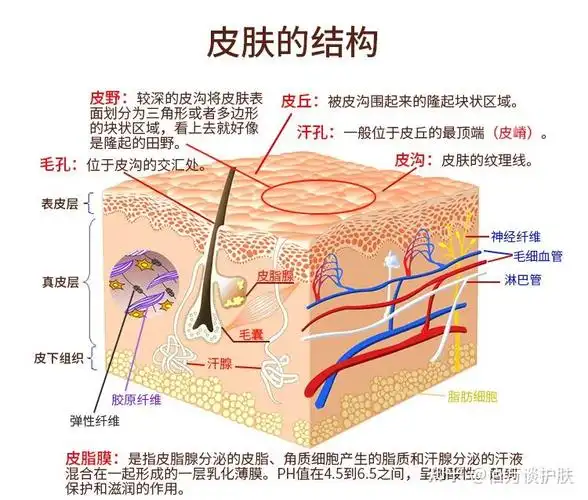 为什么皮肤会变差?