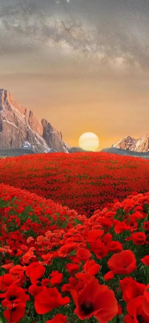 鲜花壁纸自然唯美意境花朵图片大全这是一期令人心旷神怡的壁纸哦