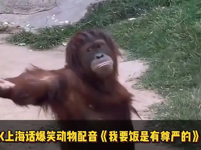 爆笑动物配音!我可是个有尊严的猩猩!