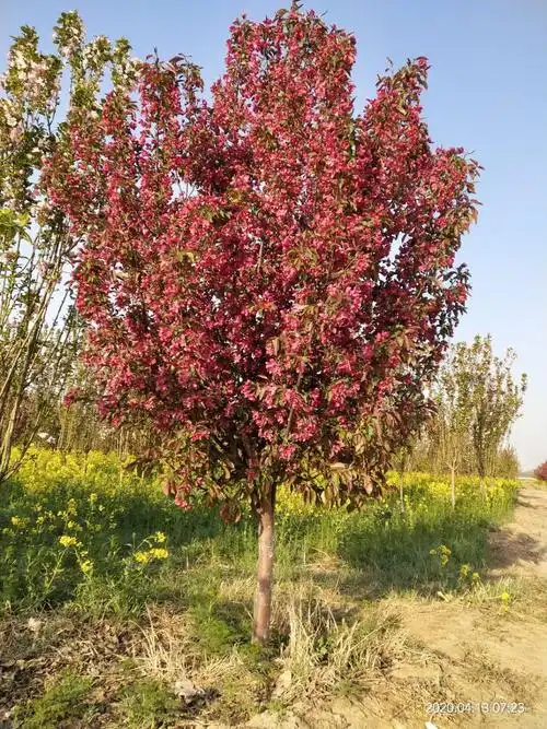 北美海棠 (8).jpg