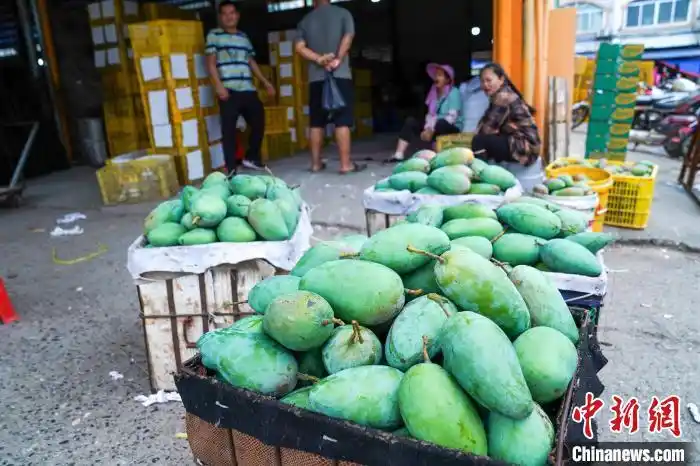芒果季到来 广西百色批发市场交易忙
