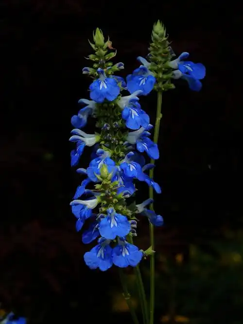 蓝花鼠尾草竖版