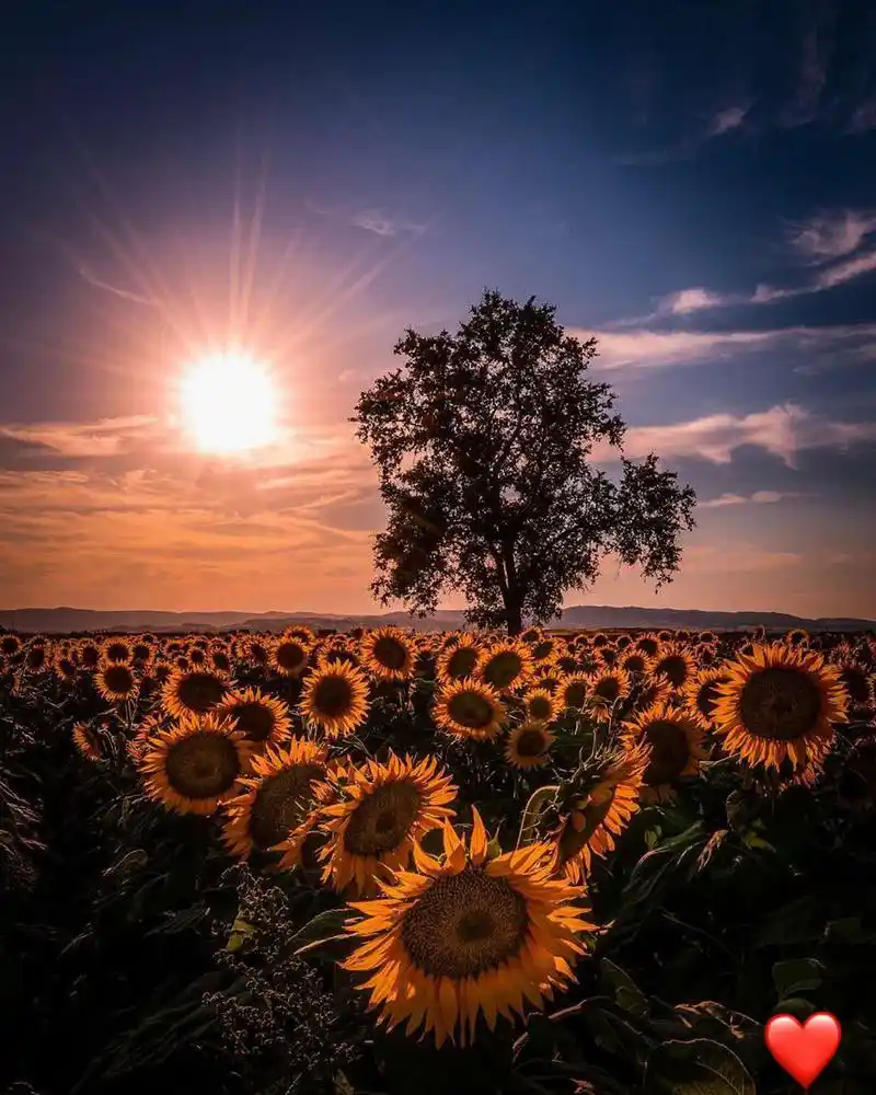 向日葵壁纸|头像|ins壁纸