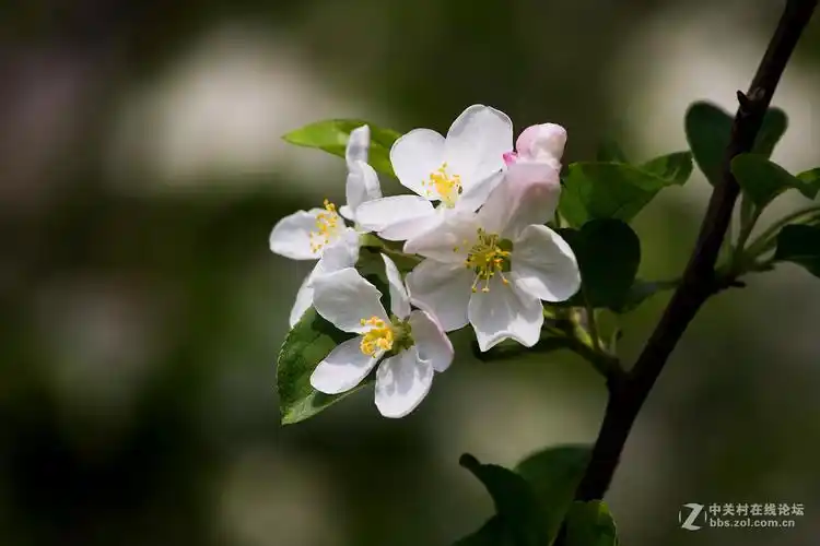 春天的花冬红果海棠