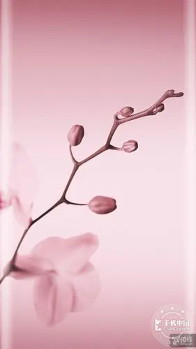 分享收集的100张曲屏壁纸,需要的拿走.