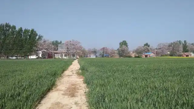 春天,麦苗绿色的海洋_河南省商丘市梁园区观堂镇汶河村-村网通