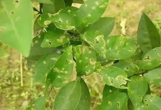 柑橘红蜘蛛2大虫害4大病害防治技巧
