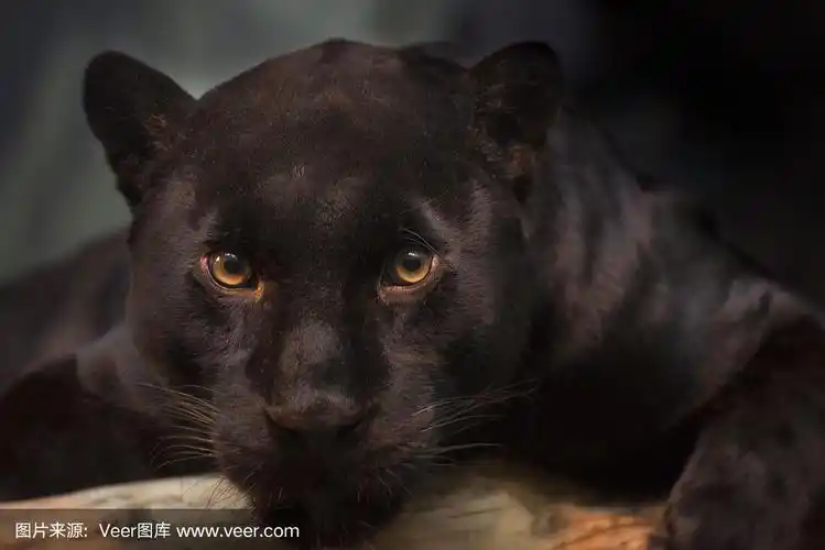 美洲虎,注视镜头,黑色,黑豹,野生猫科动物