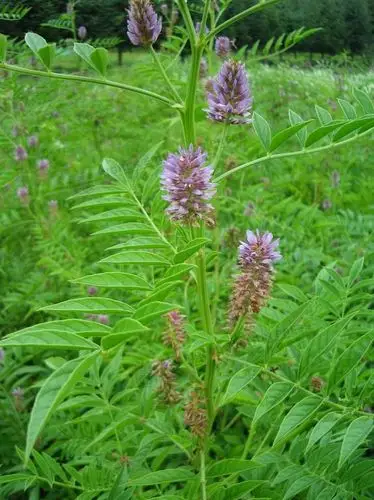 草药弥香 之 甘草