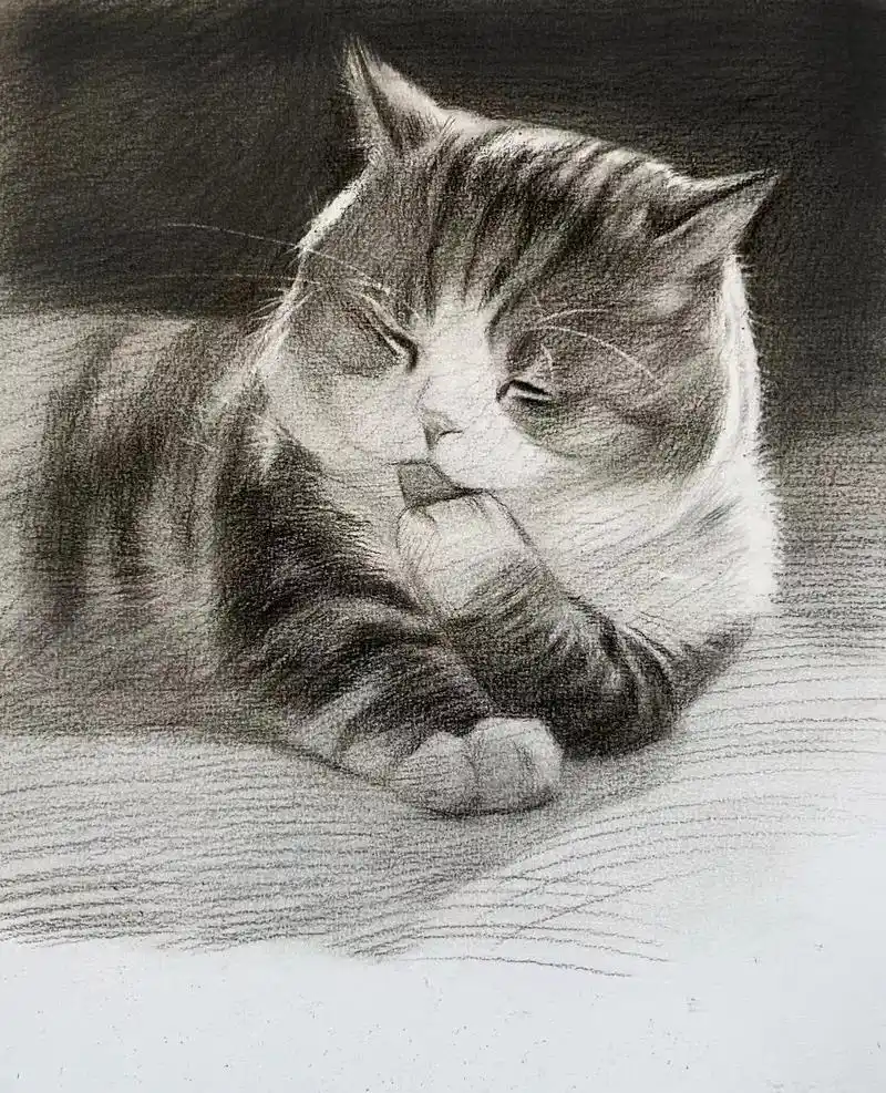 超可爱的素描橘花猫绘画步骤.#素描 #零基础学画画 #素描动 - 抖音