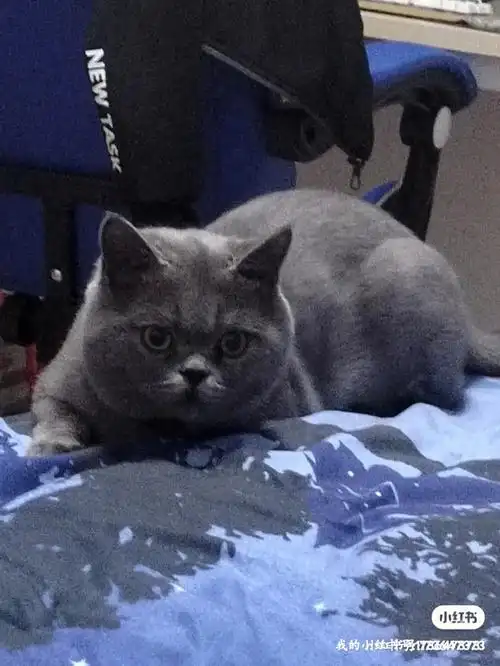 英短蓝猫出手私人养的需要的滴滴