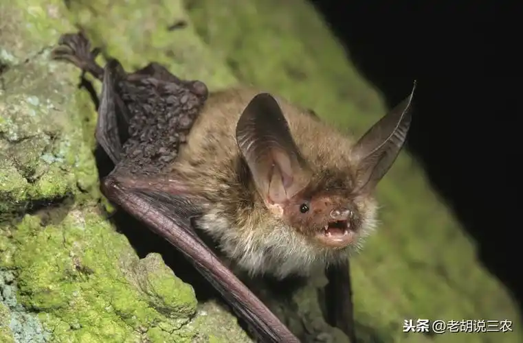 蝙蝠飞到家里是什么预兆(蝙蝠飞到家里是什么预兆把它打死了)-图2