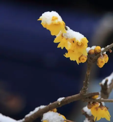 傲立雪中一剪梅
