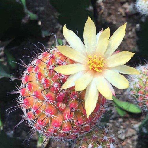 红娜丸仙人球 红色稀有开花仙人球 室内防辐射多肉植物盆栽