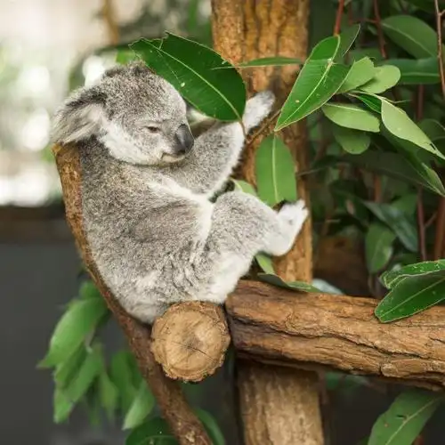 澳大利亚的考拉抱着树