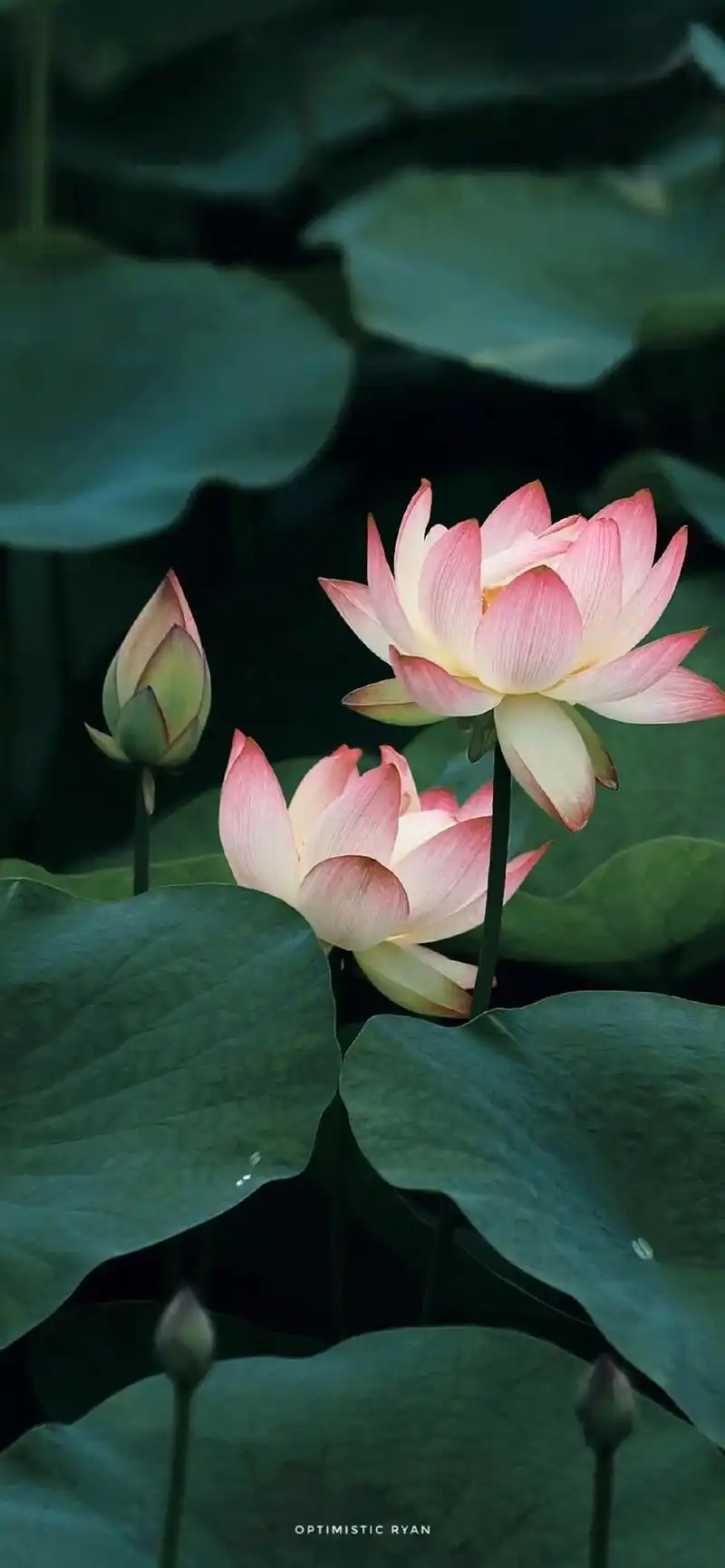 莲花高清壁纸,可以让你好运连连