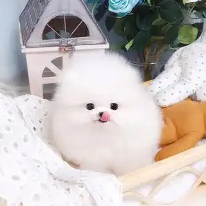 博美狗活犬