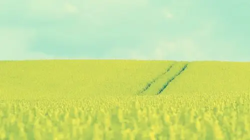 油菜花唯美花海小清新电脑桌面壁纸