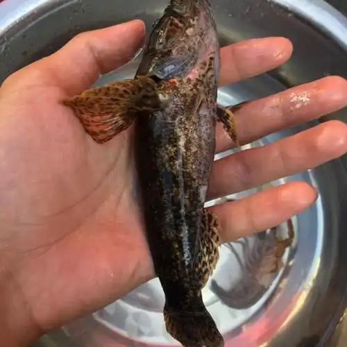 沙塘鳢的钓法与介绍堪称水中小霸王