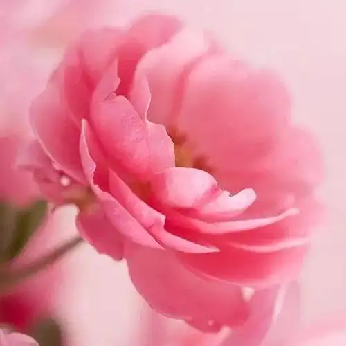 精神小伙精神语录有哪些